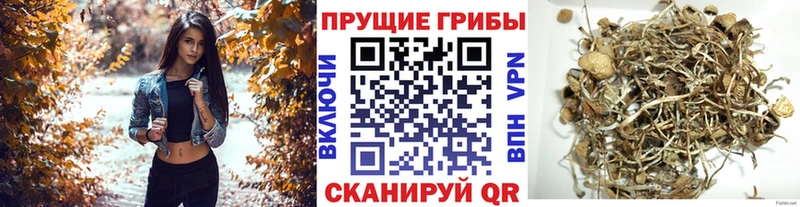 Псилоцибиновые грибы Psilocybine cubensis  Мытищи 
